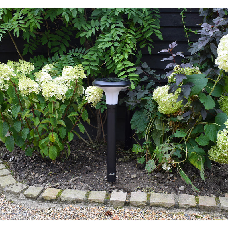 Pathmaster 450mm solar spreadlight installed in a flowerbed